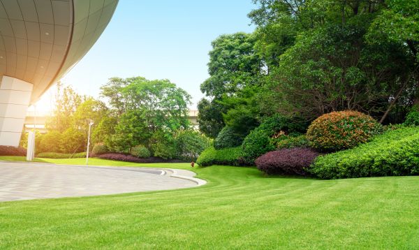 Commercial Shrub Trimming in Rocklin