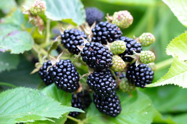 Blackberry Bush Removal in Rocklin