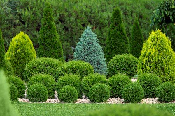Bush Shaping Service in Rocklin
