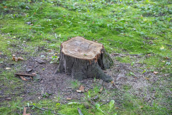 Bush Stump Removal in Rocklin