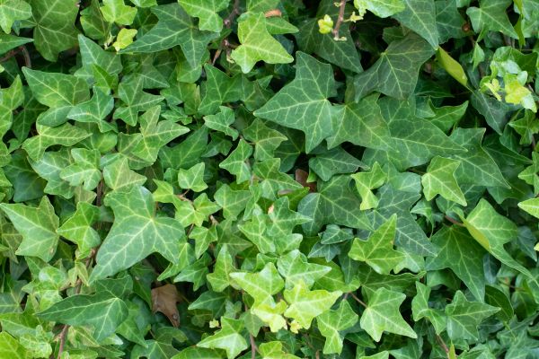 English Ivy Removal in Rocklin