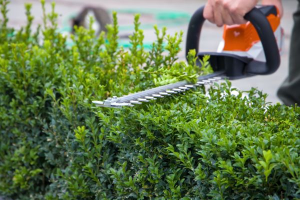 Hedge Pruning in Rocklin