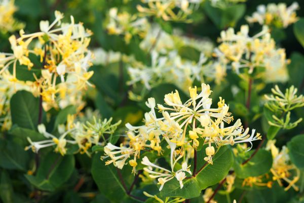 Honeysuckle Removal in Rocklin
