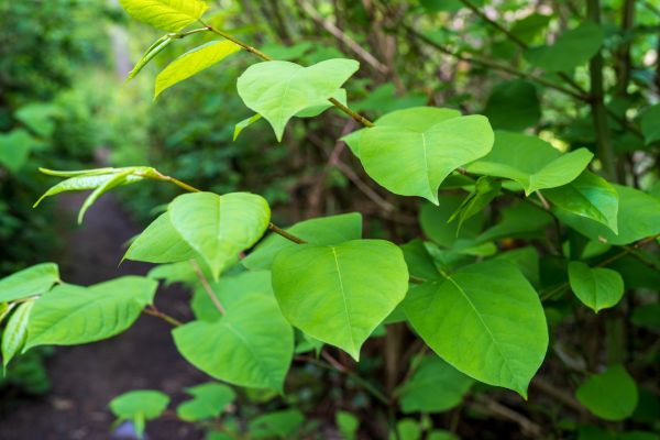 Invasive Plant Removal in Rocklin