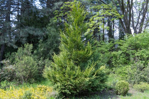 Juniper Pruning in Rocklin