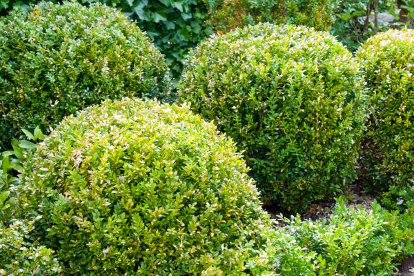 Landscape Trimming Service in Rocklin