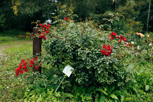 Rose Bush Removal in Rocklin