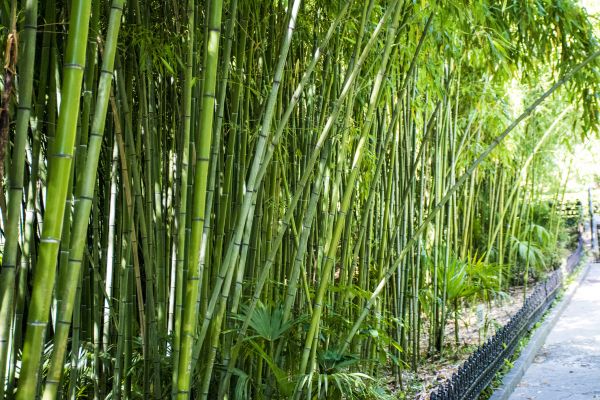 Bamboo Root Removal in Rocklin