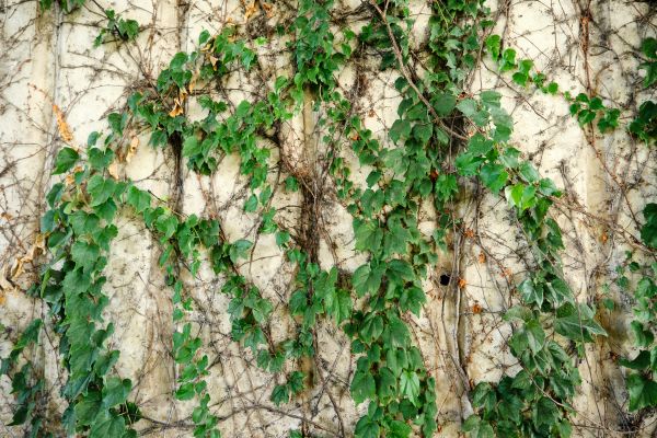 Vine Removal Service in Rocklin