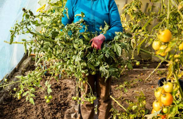 Garden Plant Removal in Rocklin