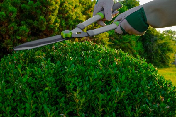 Topiary Shearing in Rocklin