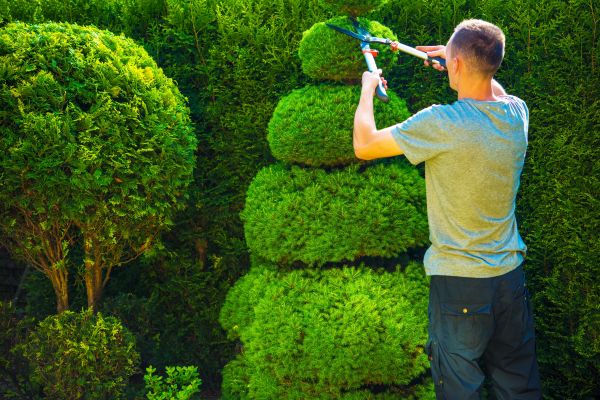 Topiary Shaping in Rocklin