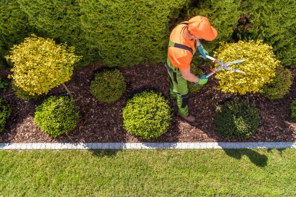 Topiary Trimming in Rocklin
