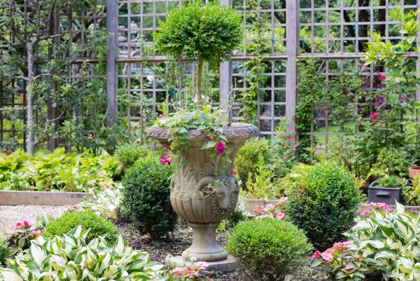 Topiary Pruning in Rocklin