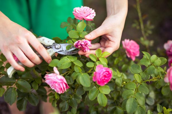Rose Shearing in Rocklin