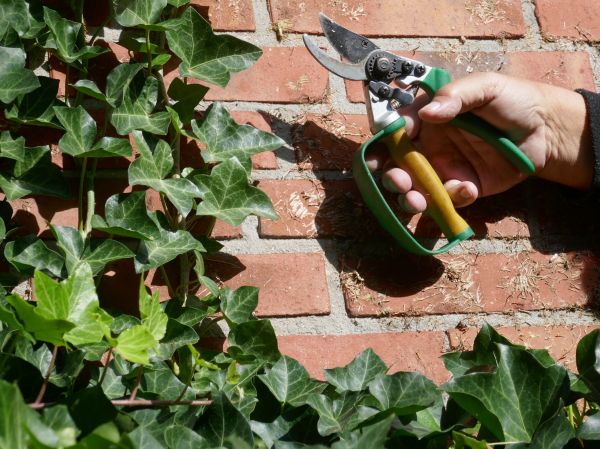Ivy Removal Service in Rocklin