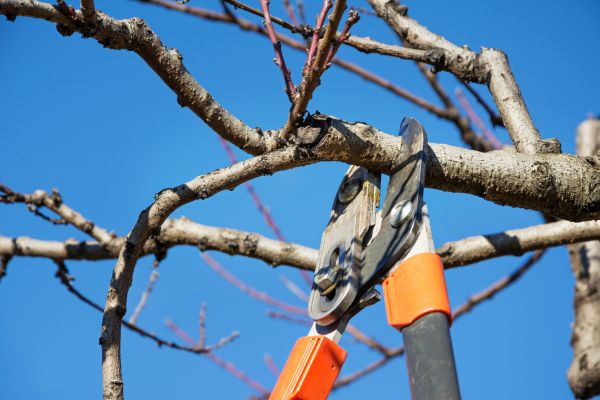 Selective Pruning in Rocklin