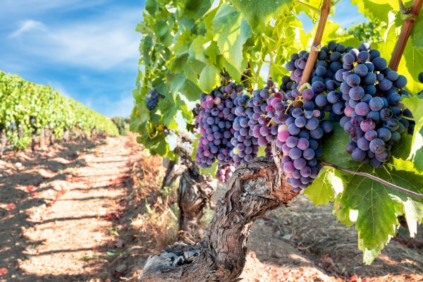 Grapevine Pruning in Rocklin