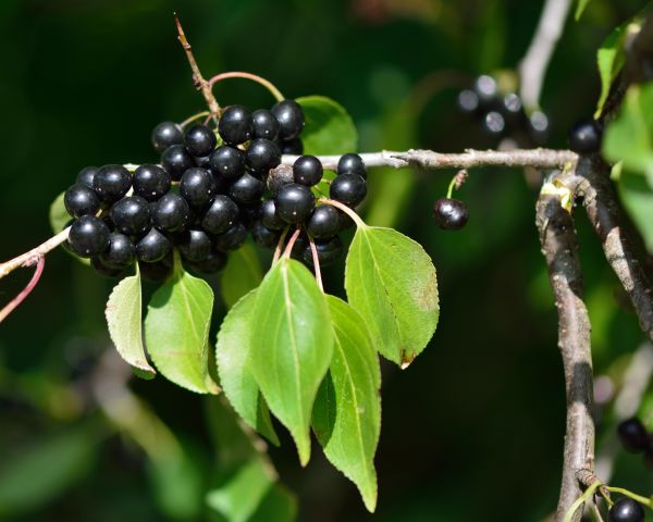 Buckthorn Removal in Rocklin