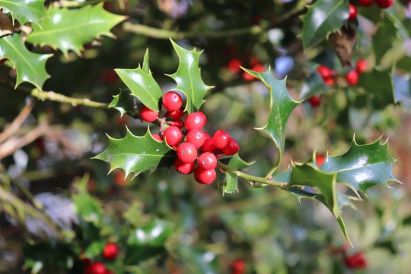 Holly Tree Trimming in Rocklin