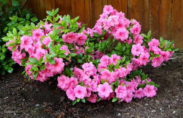 Azaleas Removal in Rocklin