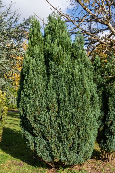 Juniper Trimming in Rocklin