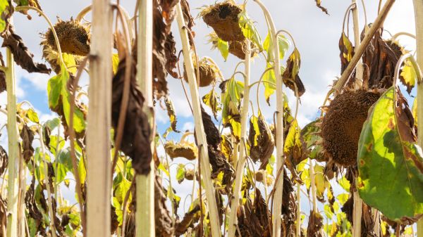Dead Plant Removal in Rocklin