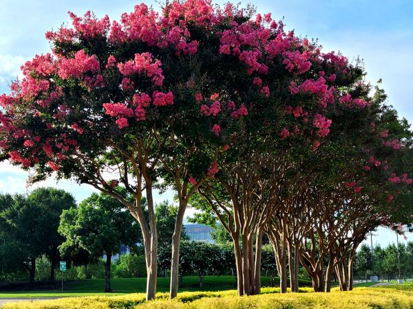 Crepe Myrtle Pruning in Rocklin