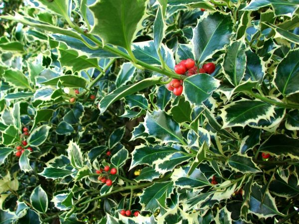 Holly Bushes Trimming in Rocklin