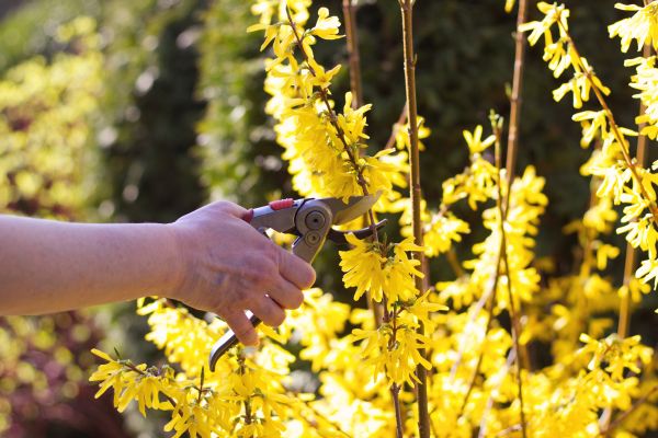 Forsythia Pruning in Rocklin