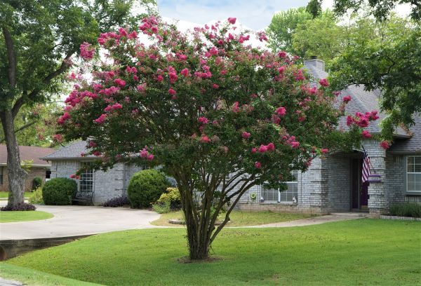 Crepe Myrtle Trimming in Rocklin