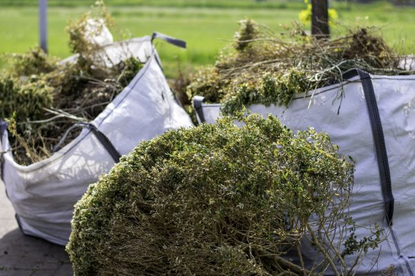 Shrubs Removal in Rocklin