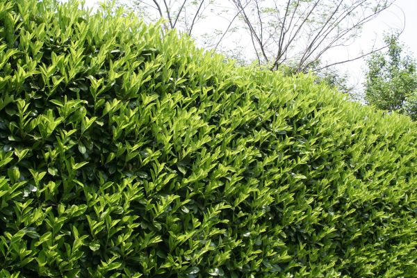 Laurel Shrub Removal in Rocklin