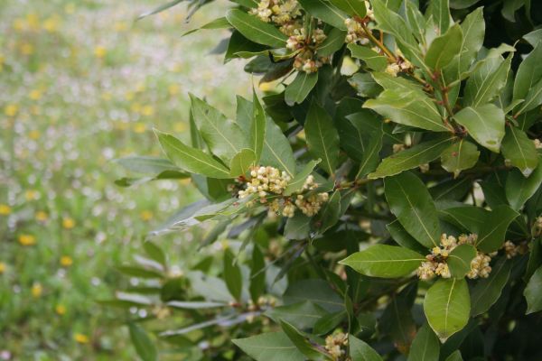 Laurel Trimming in Rocklin