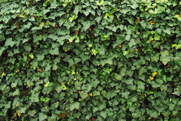 Ivy Pruning service in Rocklin