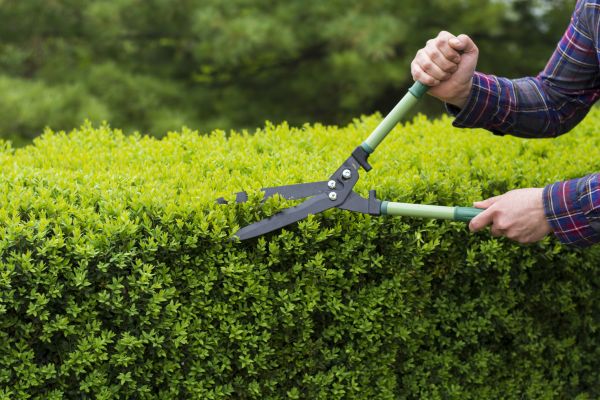 Evergreen Shrub Pruning in Rocklin