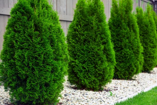 Arborvitae Shaping in Rocklin