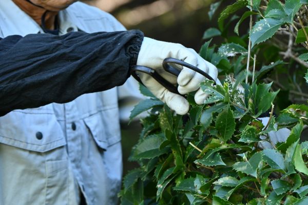 Holly Pruning in Rocklin