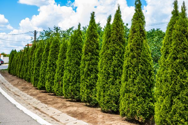 Arborvitae Shearing in Rocklin