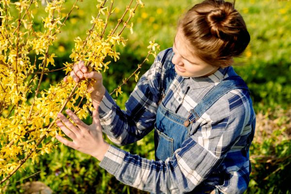Forsythia Trimming in Rocklin
