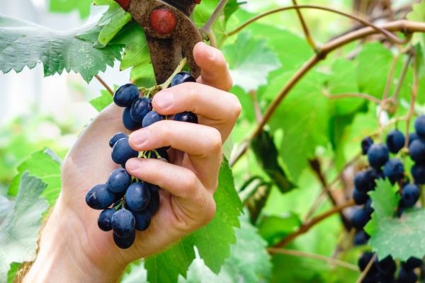 Vineyard Pruning in Rocklin
