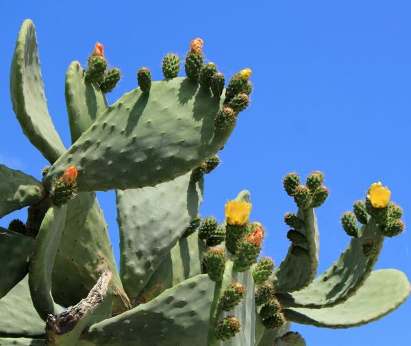 Cactus Removal in Rocklin