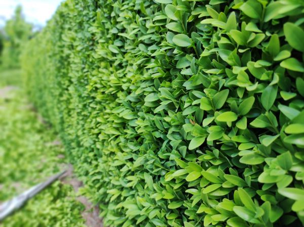 Boxwood Pruning in Rocklin