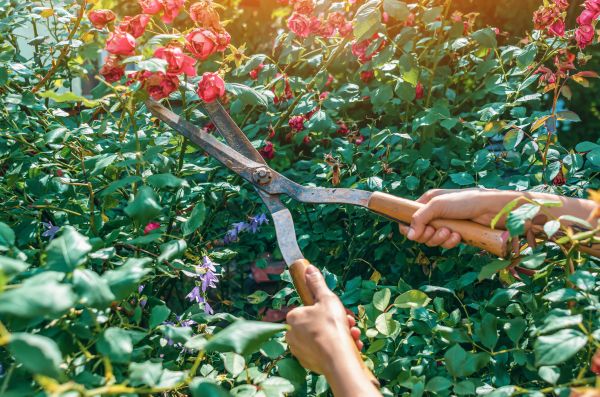 Knockout Roses Pruning in Rocklin