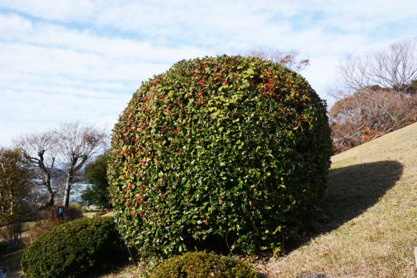 Holly Shrub Pruning in Rocklin