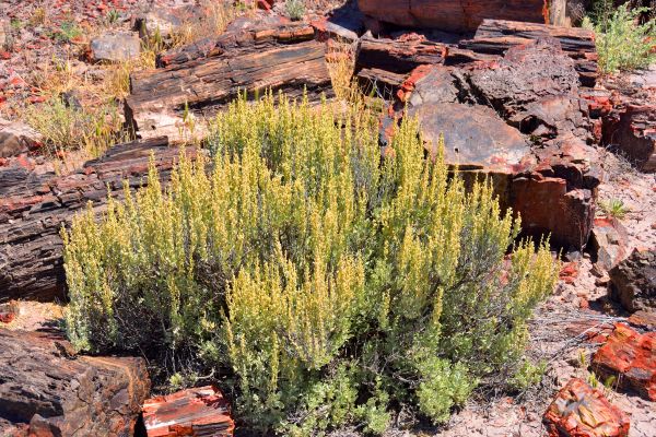 Sagebrush Removal in Rocklin