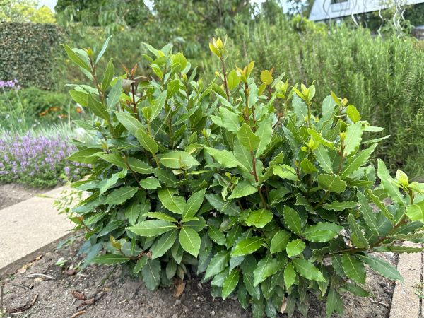 Laurel Hedge Trimming in Rocklin