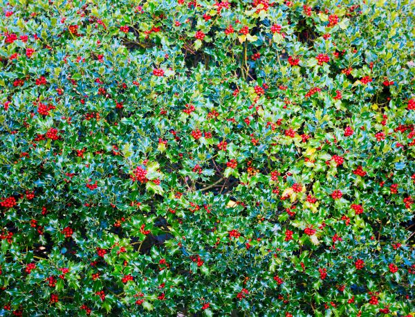 Holly Bush Removal in Rocklin