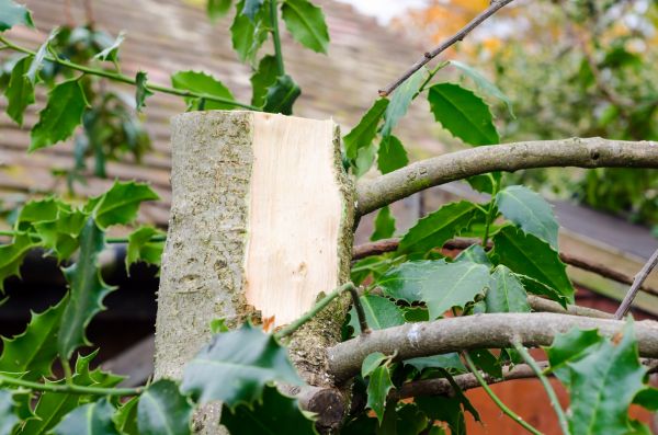 Holly Tree Removal in Rocklin