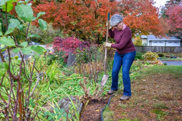 Dead Bush Removal in Rocklin